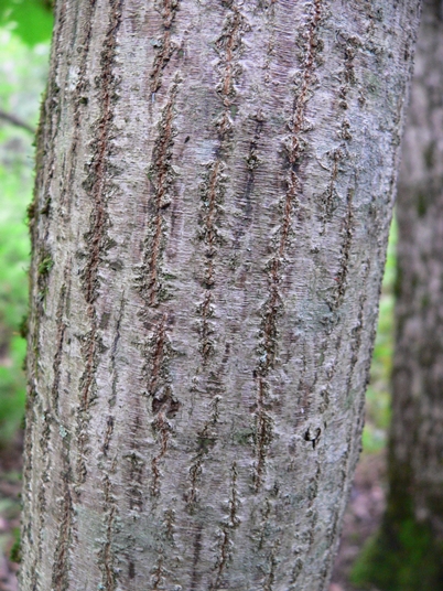 {Acer spicatum}